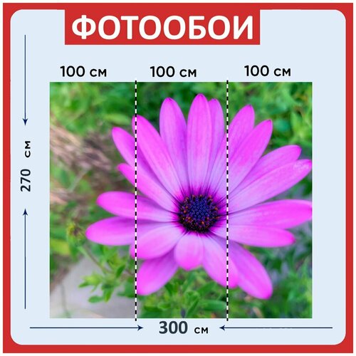 Фотообои Цветок фиолетовый сад 300x270 см флизелиновыена стену 3940₽