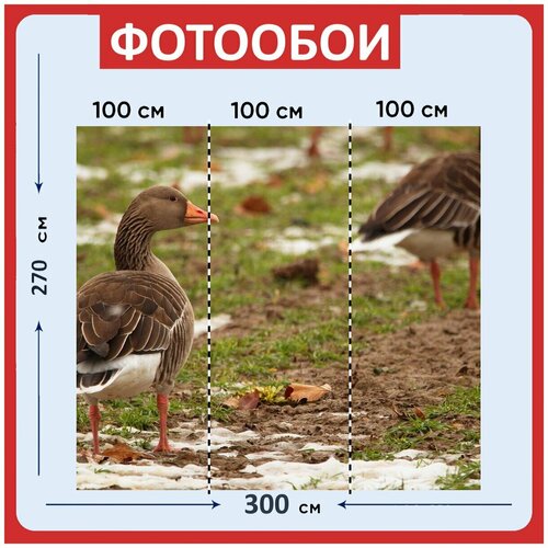 Фотообои Гусь серый гусь птица 300x270 см флизелиновыена стену 2980₽