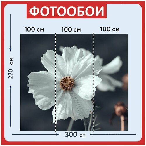 Фотообои Цветок космос белый цветок 300x270 см флизелиновыена стену 2980₽