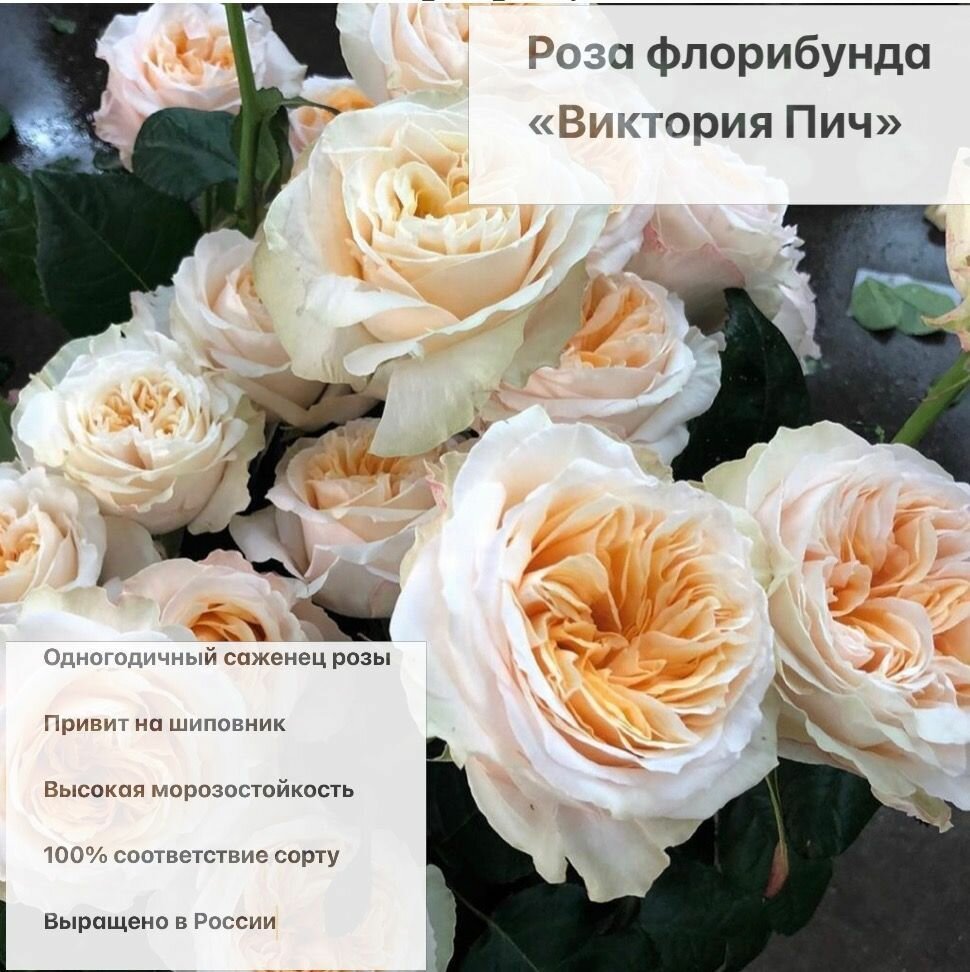Роза Викториан Пич саженец