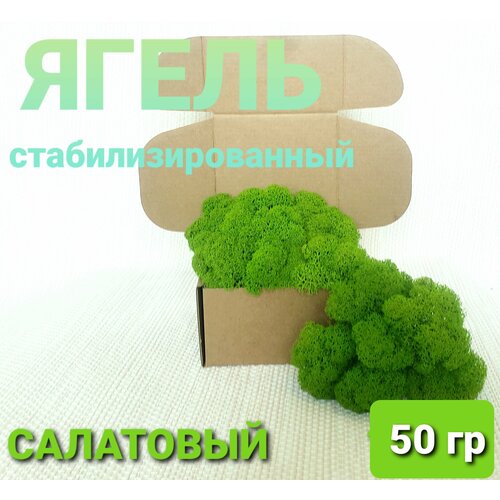 Мох (ягель) стабилизированный салатовый 50 гр