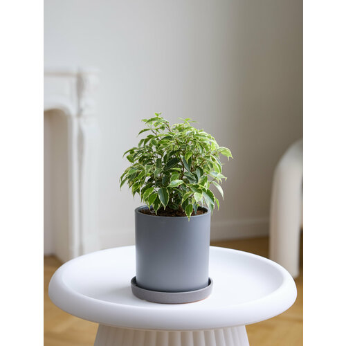 Растение фикус Бенджамина (кинки) в бетонном горшке d 15 см, h 35 см