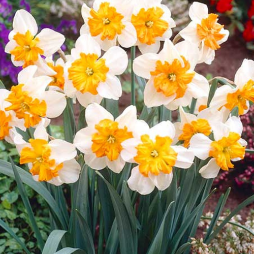 Луковицы Нарцисса PARISIENNE 3 шт 459₽