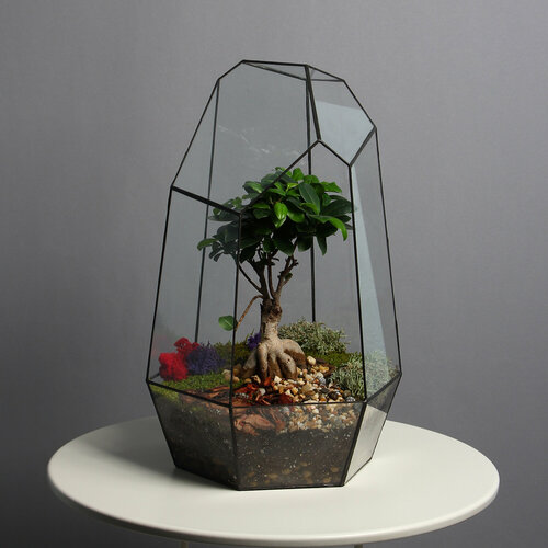 Флорариум Айсберг — Фикус Бонсай