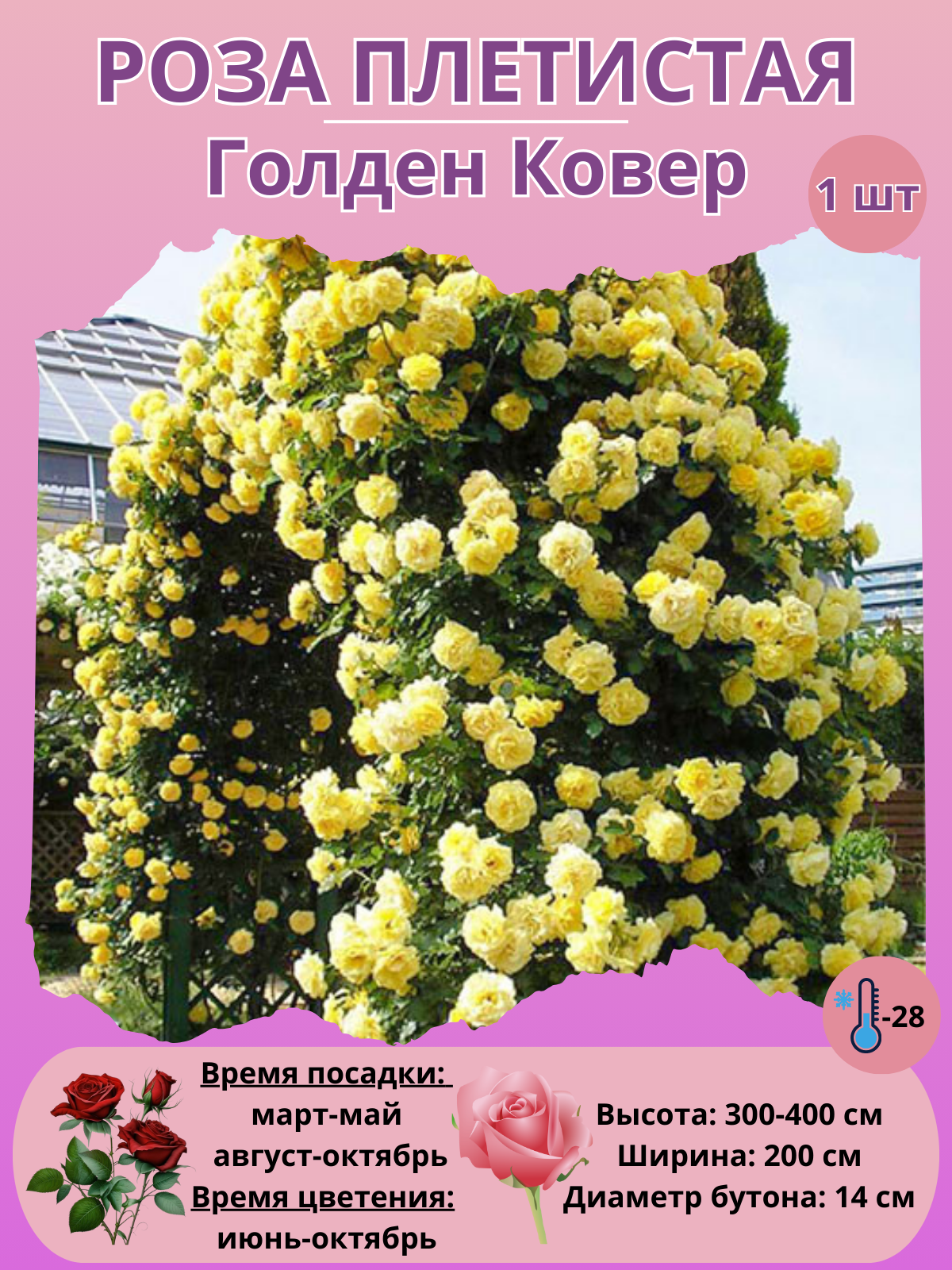 Роза плетистая Голден Ковер, многолетние цветы