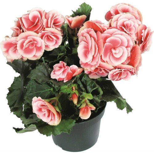 Растение Бегония Элатиор 35 см в ассортименте