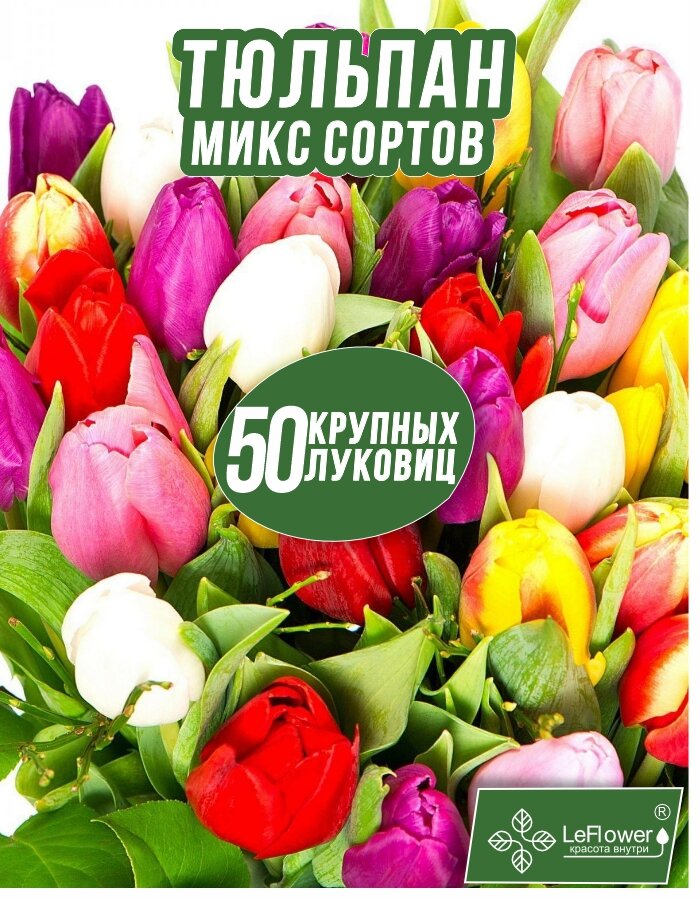 Тюльпан Луковица, Микс сортов 50 шт, крупные (LeFlower)