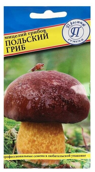Мицелий грибов Польский гриб 60 мл