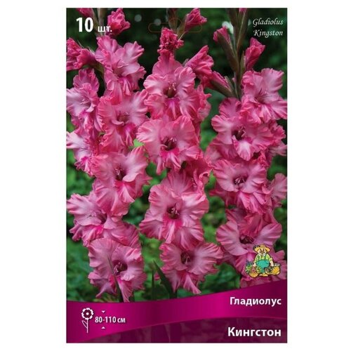 Гладиолус ПОИСК Кингстон, 10 шт, насыщенно-розовый гладиолус кингстон 1уп 3шт