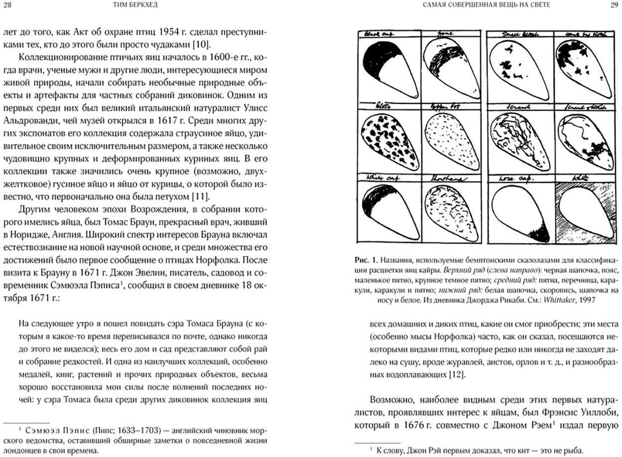 Самая совершенная вещь на свете: Внутри и снаружи птичьего яйца - фото №5