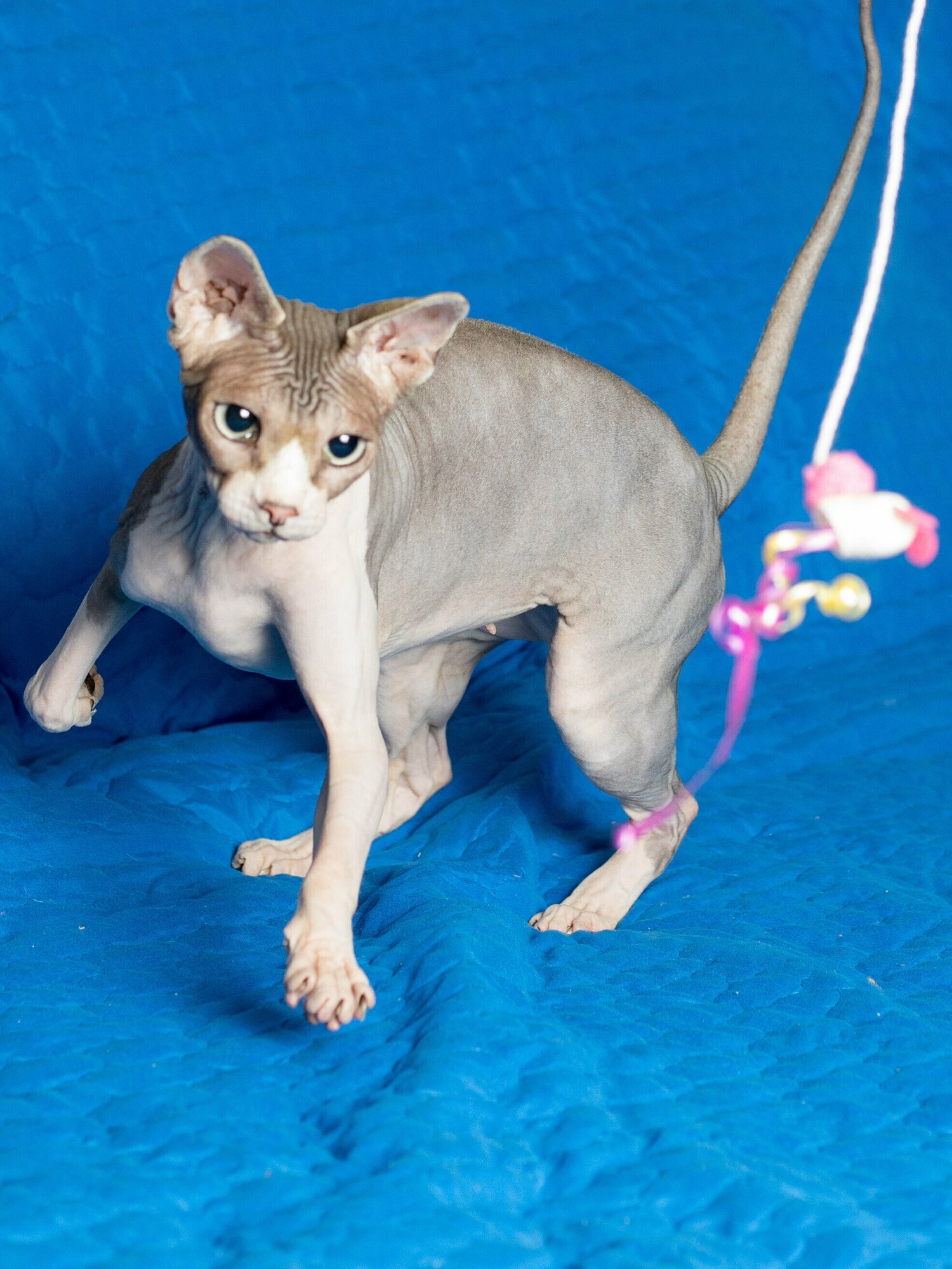Игрушка для кошек Japan Premium Pet дразнилка из натурального кокона шелкопряда для возбуждения кошачьих инстинктов охотника к игре. В виде зайчика - фотография № 7