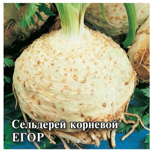 Семена. Сельдерей Егор, корневой (вес: 25,0 г)