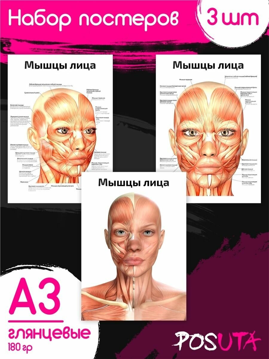 Постеры анатомия человека, мышцы. Плакаты для медиков