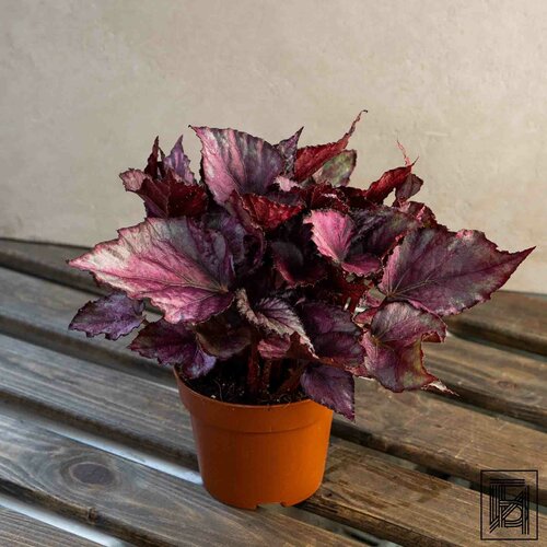 Растение - Бегония Белиф, 22,5 см