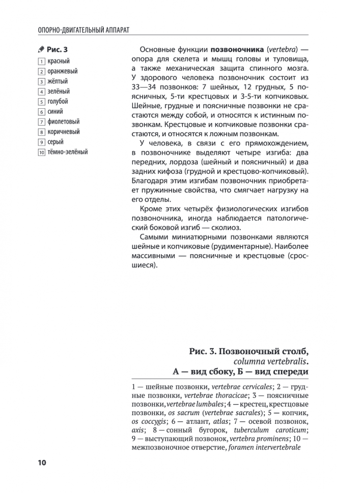 Анатомия человека. Компактный атлас-раскраска - фото №18
