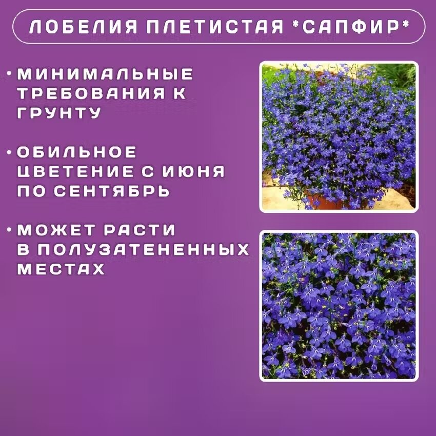 Изображение Набор семян Лобелии плетистой: Сине-белый фонтан, Белый фонтан, Сапфир- 3 упаковки