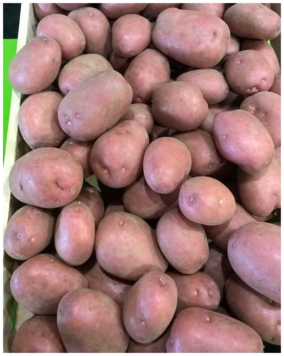 Картофель семенной селекционный сортовой Рикарда клубни 2 кг - фотография № 1