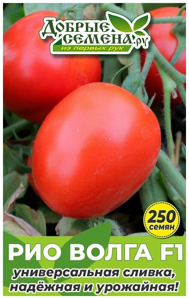 Семена томата Рио Волга F1 - 250 шт - Добрые Семена. ру
