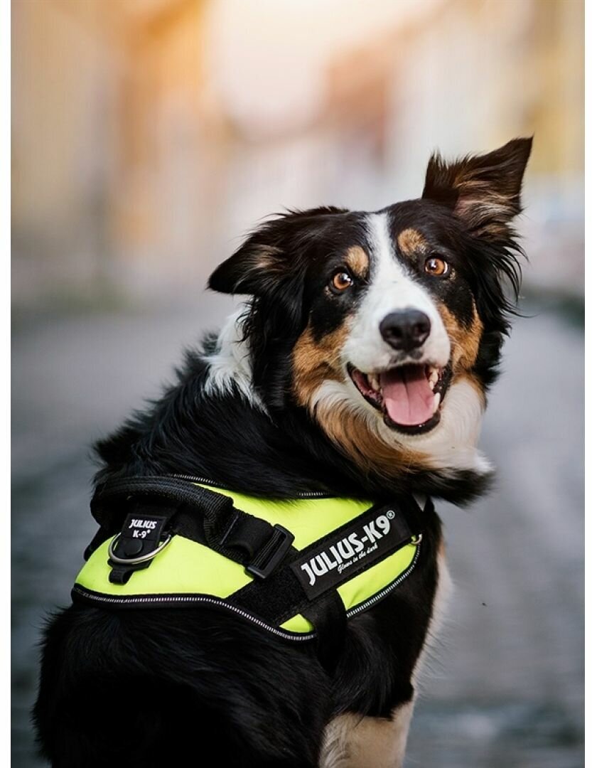 JULIUS-K9 шлейка для собак IDC-Powerharness 0 (14-25 кг) (58-76 см., Синий) - фото №8