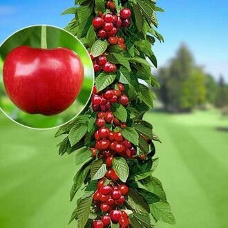 Черешня колоновидная Сильвия саженец