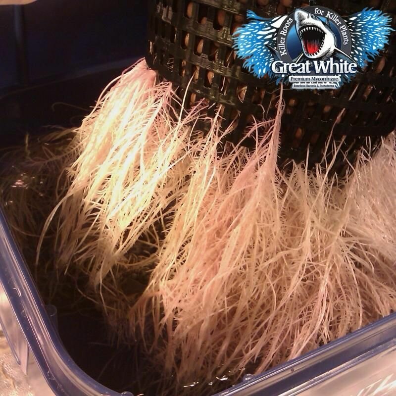 Микориза Great White Premium Mycorrhizae Plant Success 226 г. - фотография № 2
