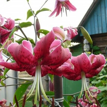 Лилия Мисс Фея 1 шт