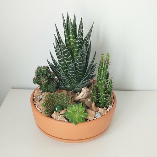 Композиция с алоэ Тики Таки