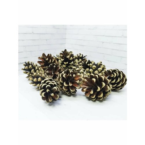 Сосновые шишки для поделок 15 шт