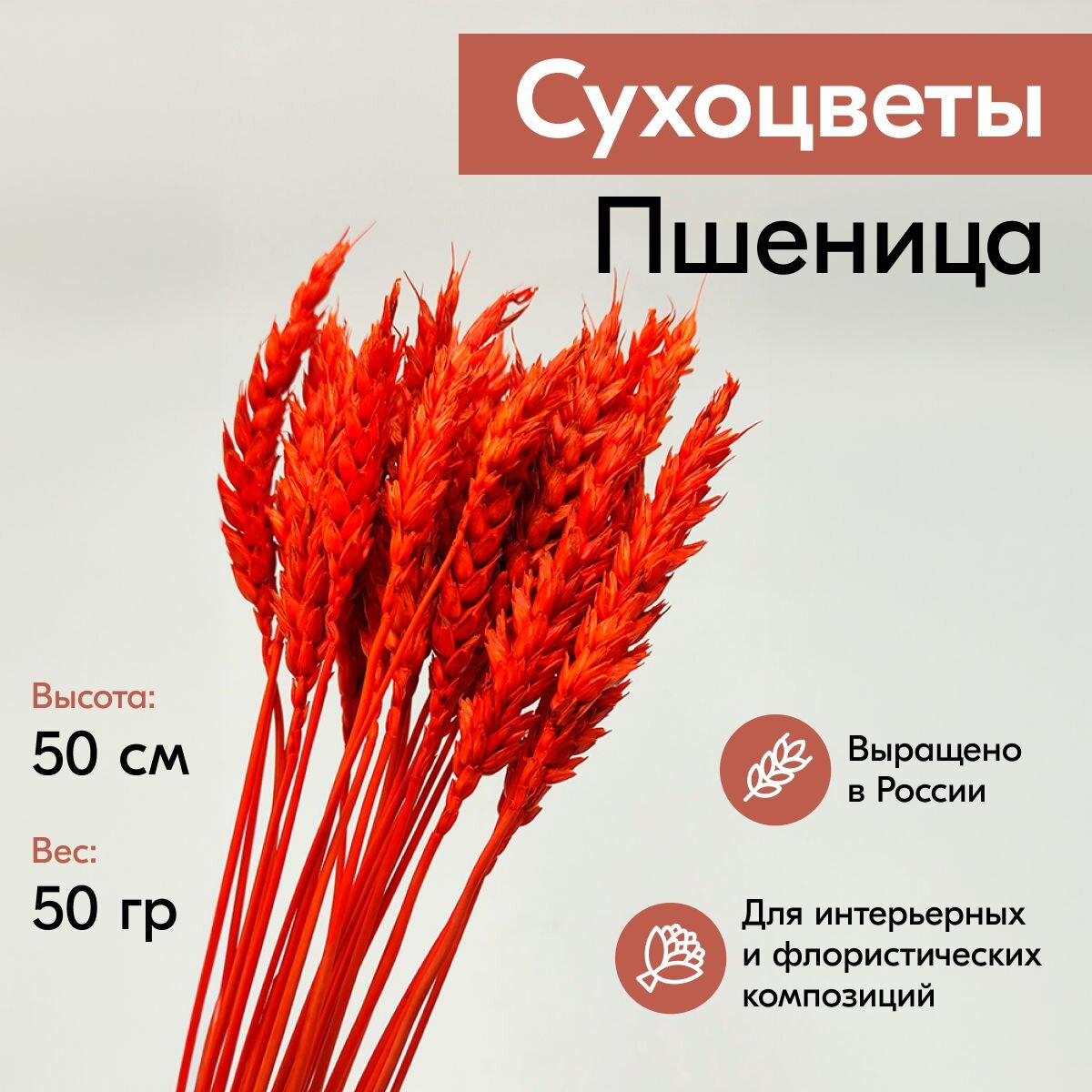 Сухоцвет пшеница 