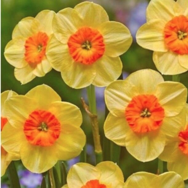 Нарцисс голден харвест 10 шт