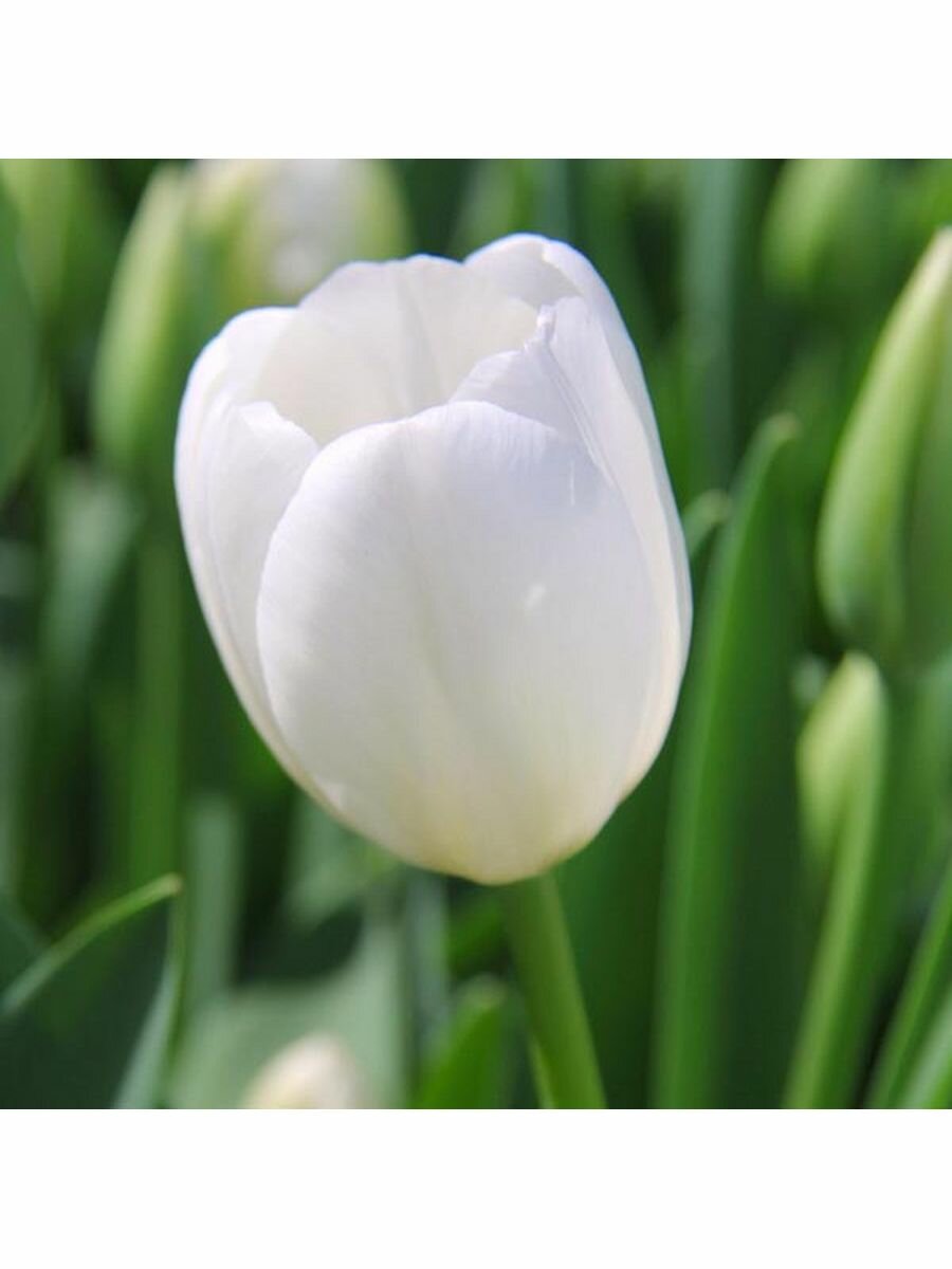 Луковицы тюльпанов White Prince 3 шт. фракция 12/+ - фотография № 2