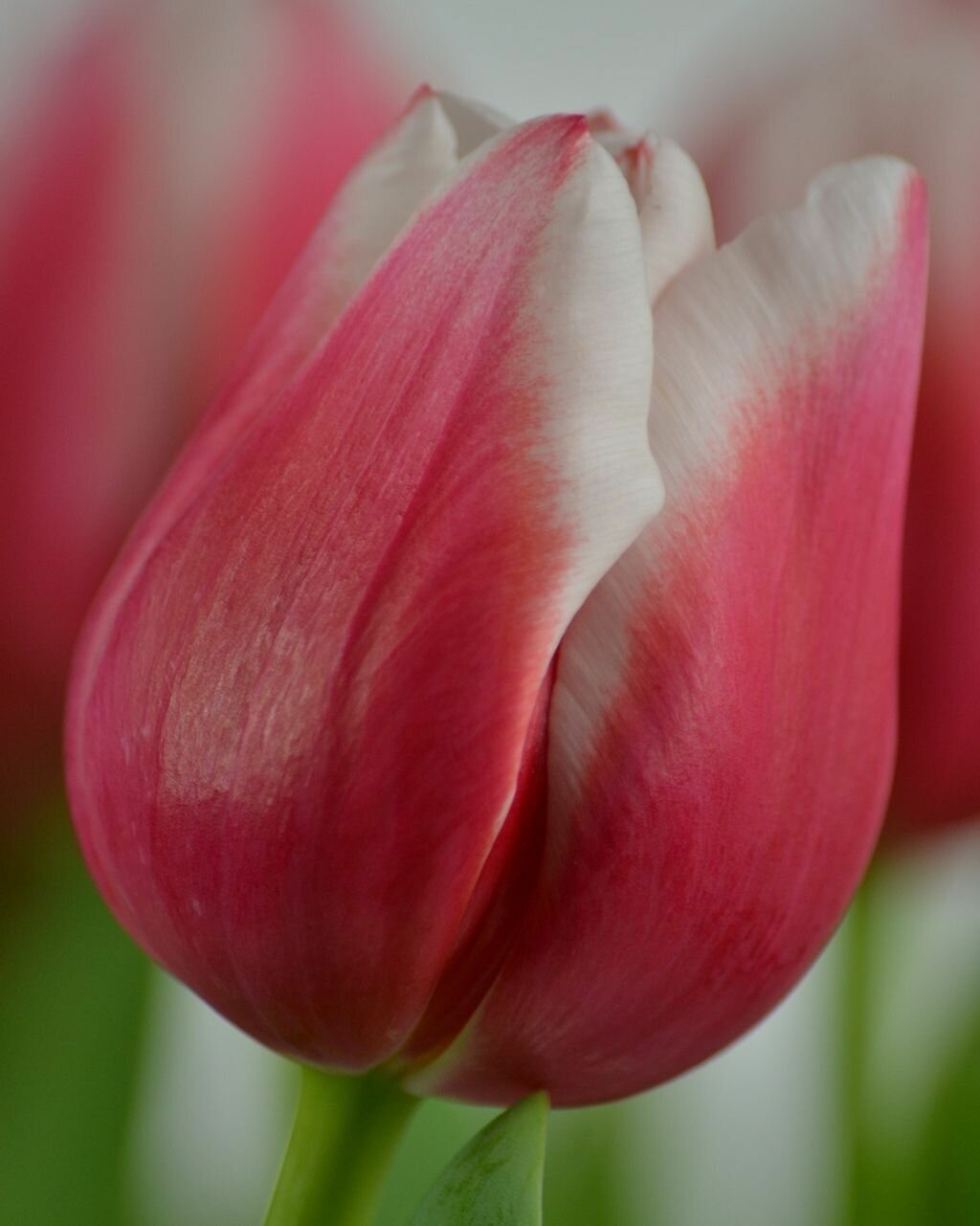 Луковицы тюльпана Dutch Design(5шт.) - фотография № 3