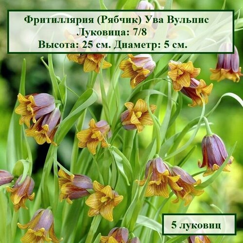 Фритиллярия Ува Вульпис (5 луковиц) коричневый, фиолетовый, желтый