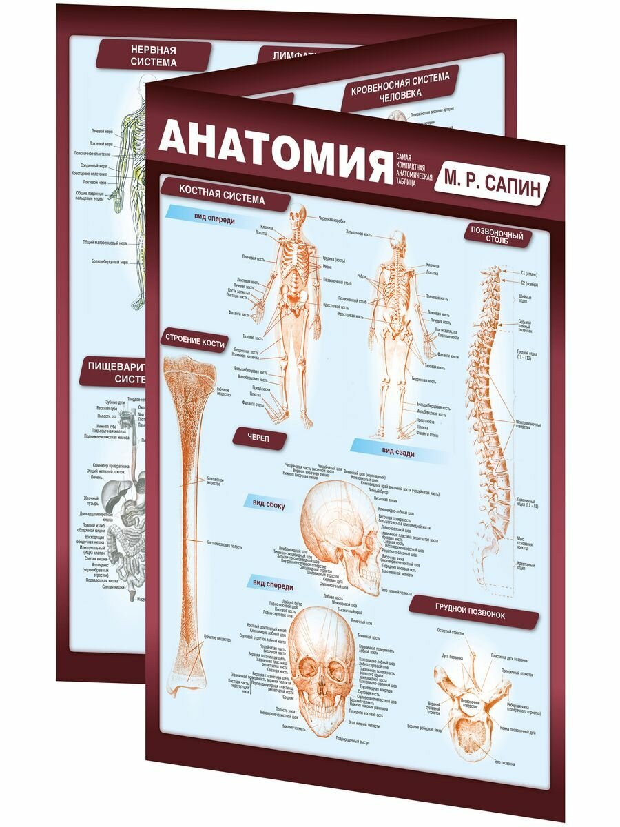 Анатомия. Самая компактная анатомическая таблица - фото №7