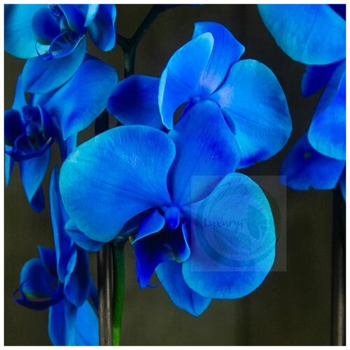 Орхидея Фаленопсис голубая (синяя)