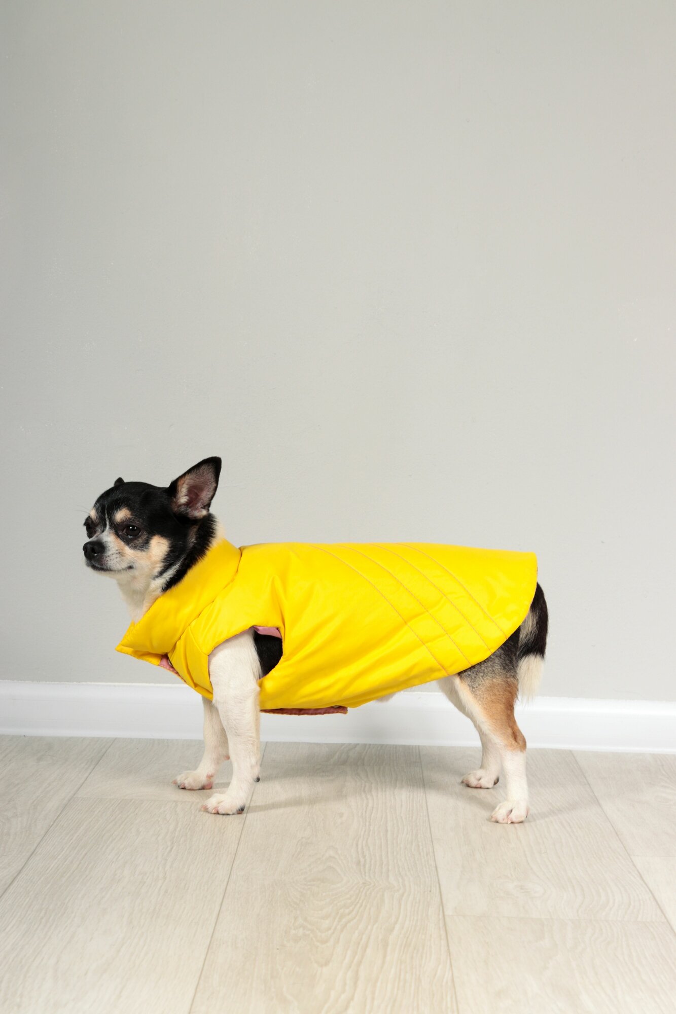 Жилет для собак Yoriki "Страйп" желтый унисекс, р. L - фотография № 10
