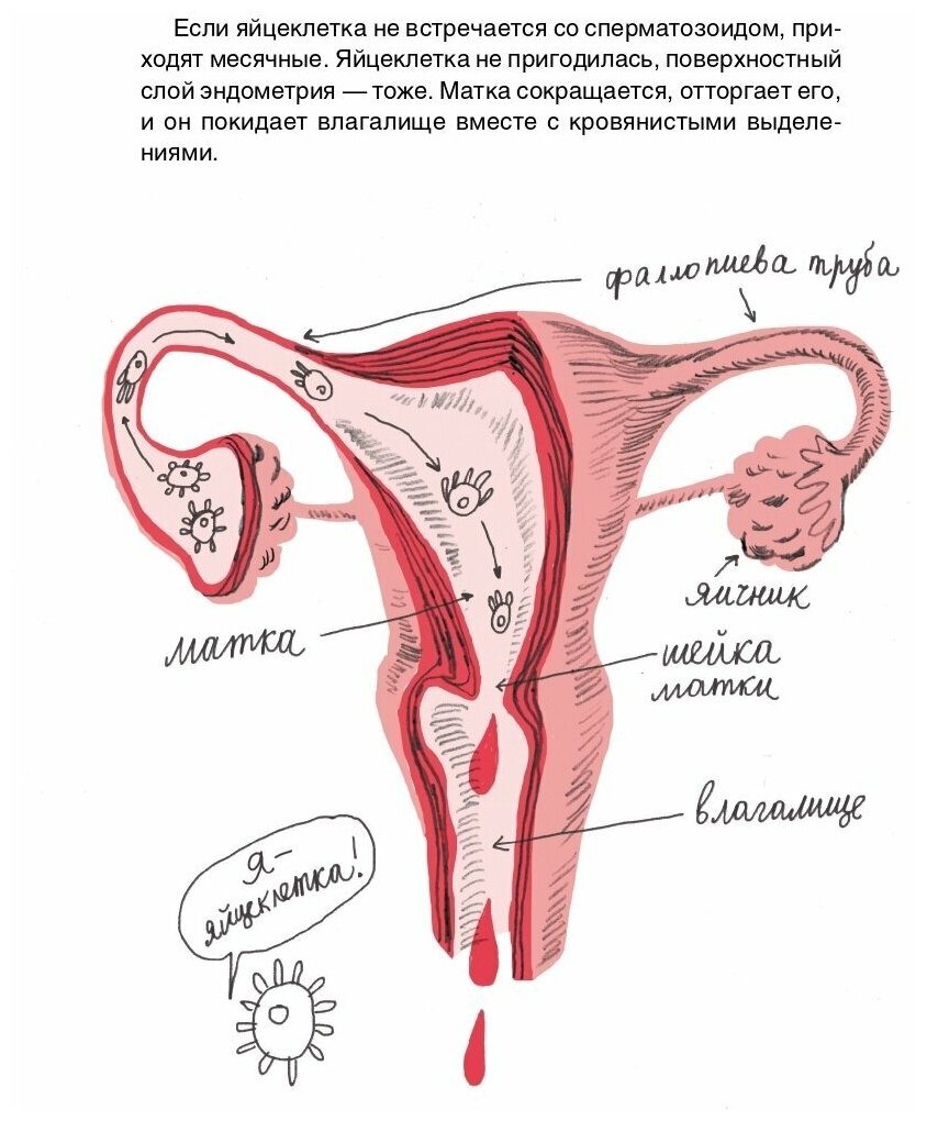 Откуда идут месячные из какого места на примере человека из какой дырки в схеме
