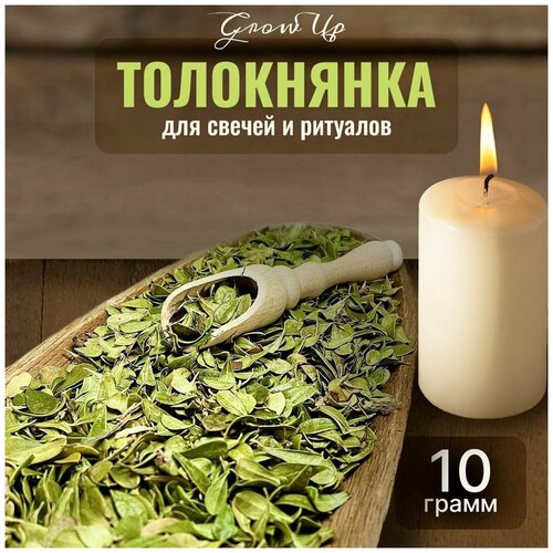 Сухая трава Толокнянка для свечей и ритуалов, 10 гр.