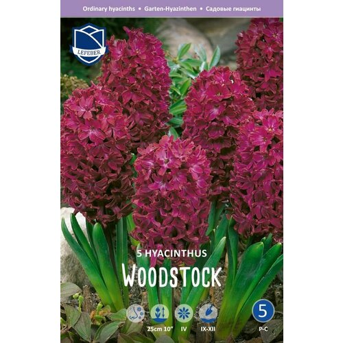 Гиацинт Вудсток (Woodstock), 5 шт
