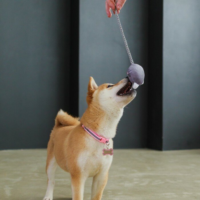 Игрушка для собак"Зайка" с канатом и пищалкой Пушистое счастье 9104566 . - фотография № 7