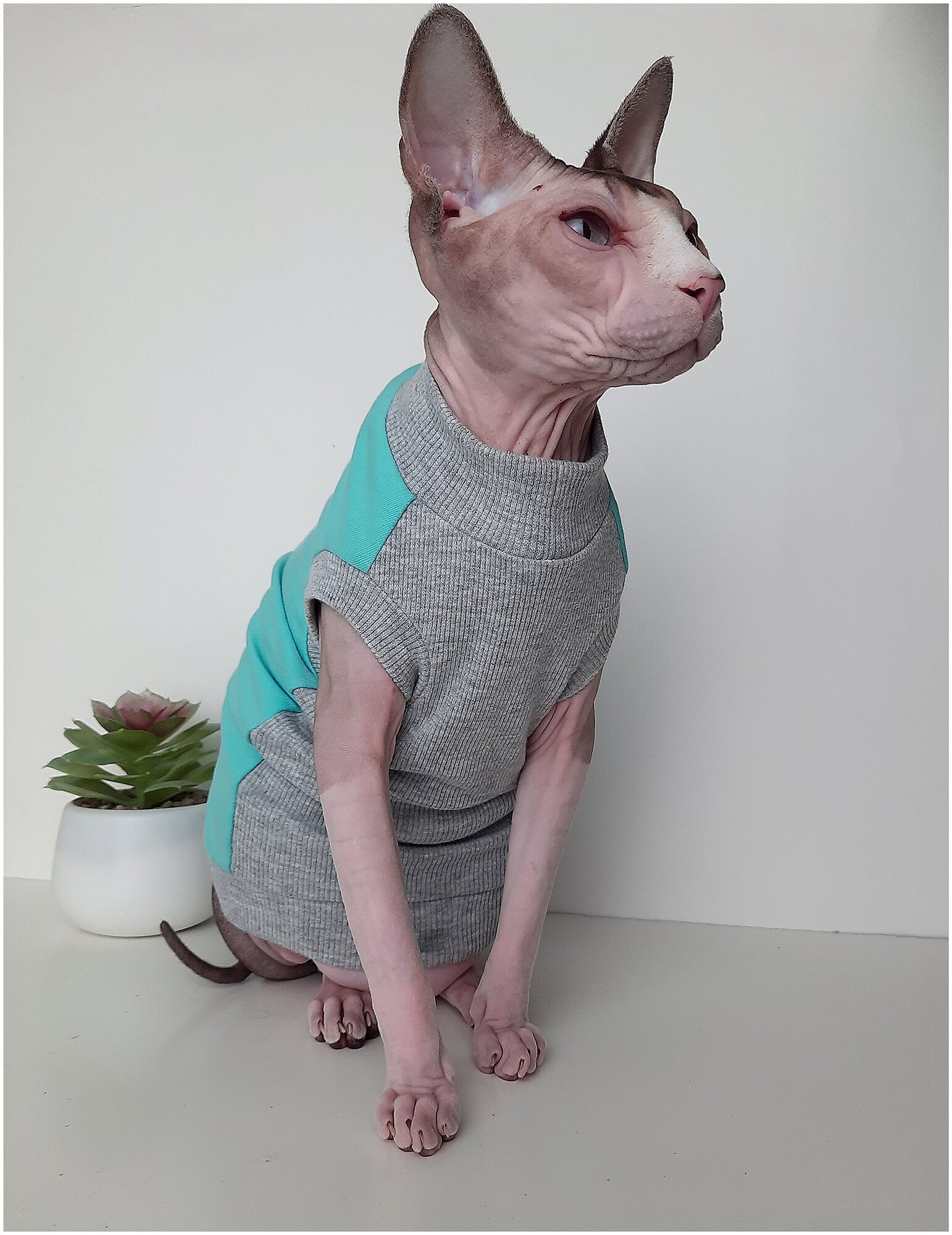 Свитшот для кошек, размер 35 (длина спины 35см), цвет мятный/ толстовка свитшот свитер для кошек сфинкс / одежда для животных - фотография № 4