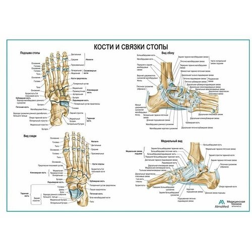 Кости и связки стопы, плакат глянцевая фотобумага от 200 г/кв. м, размер A1+