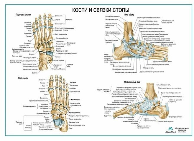 фото Кости и связки стопы