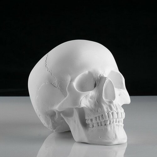 Гипсовая фигура анатомическая: череп анатомический, 14.5 х 22 х 16,5 см анатомическая модель череп человека