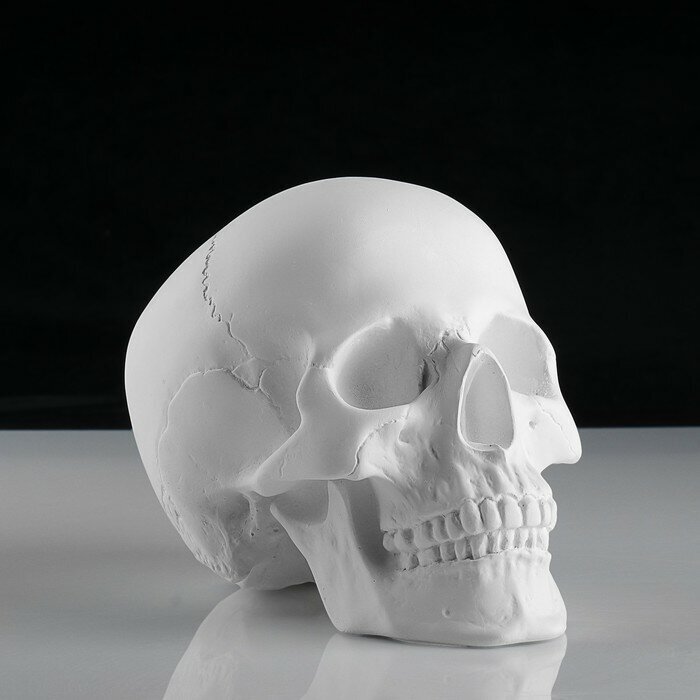 Мастерская Экорше Гипсовая фигура анатомическая: череп анатомический, 14.5 х 22 х 16,5 см