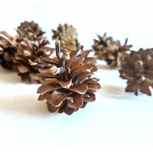 Шишки сосновые FANTASY 15 шт натуральные целые для декора поделок и творчества 290₽