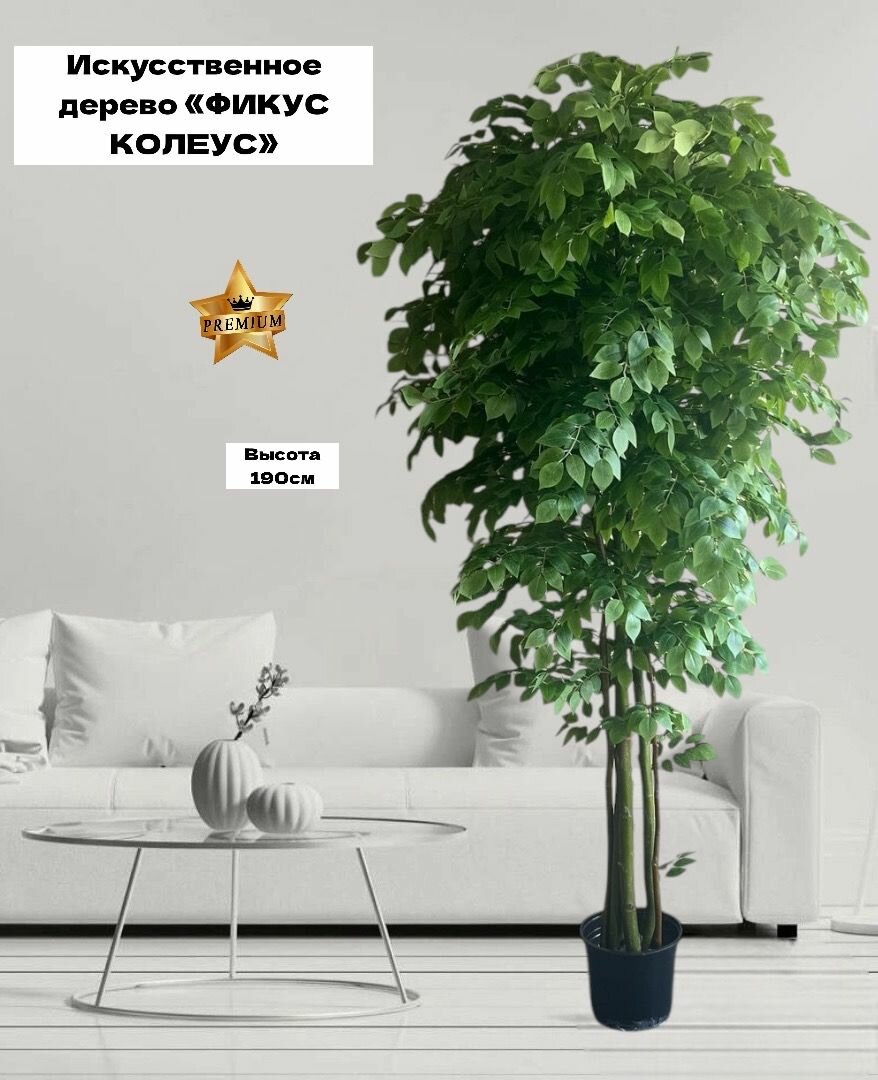 Фикус макси премиум 190см, декоративный цветок