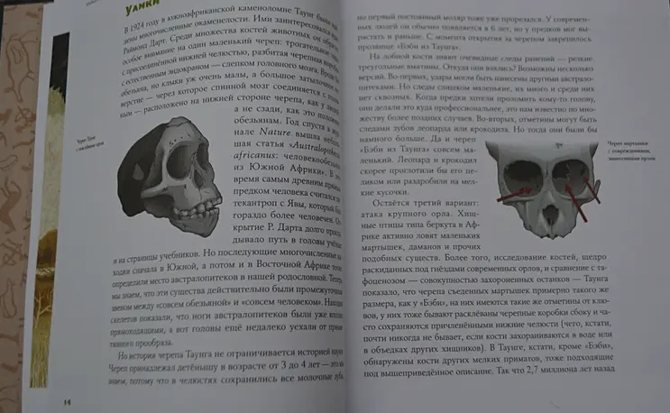 Байки из грота. 50 историй из жизни древних людей - фото №12