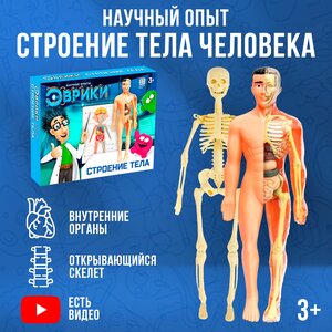 Набор для опытов "Строение тела", анатомия человека, для детей и малышей от 3 лет