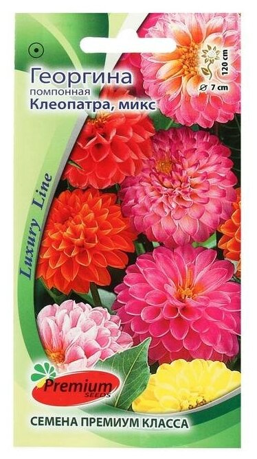 Семена цветов Георгина помпонная "Клеопатра", микс, 0,1 г